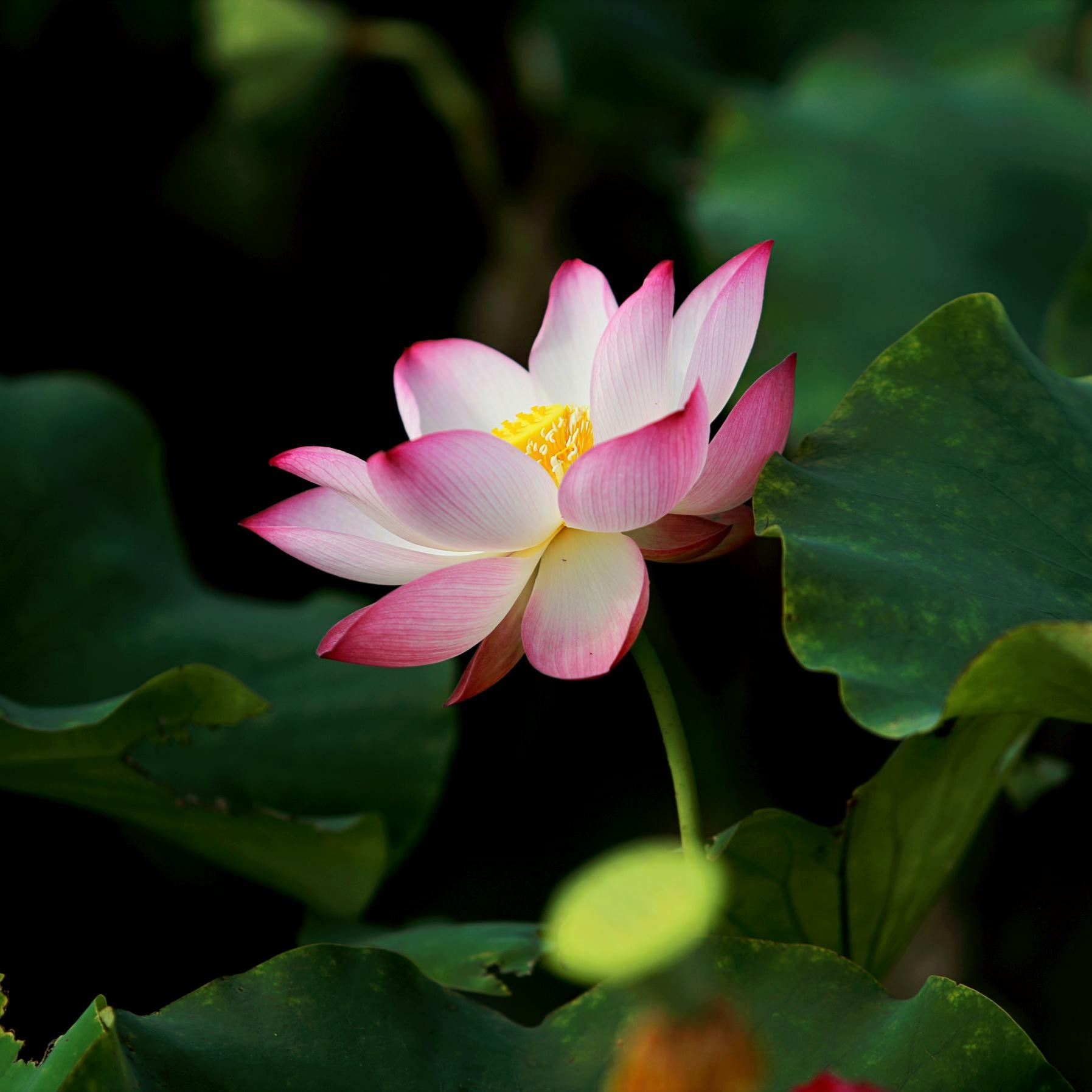 Spinal Energetics: In-Person 1-1 Taipei, 3 Sessions (Existing Client)